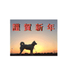 北海道犬 ハナ（個別スタンプ：14）