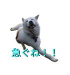 北海道犬 ハナ（個別スタンプ：15）
