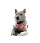 北海道犬 ハナ（個別スタンプ：16）