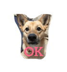 過保護犬こむぎ（個別スタンプ：1）