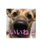 過保護犬こむぎ（個別スタンプ：2）