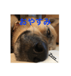 過保護犬こむぎ（個別スタンプ：3）