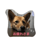 過保護犬こむぎ（個別スタンプ：4）