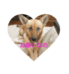 過保護犬こむぎ（個別スタンプ：5）