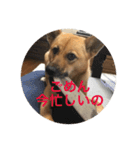 過保護犬こむぎ（個別スタンプ：6）