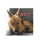 過保護犬こむぎ（個別スタンプ：7）