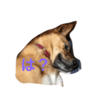 過保護犬こむぎ（個別スタンプ：8）
