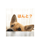 過保護犬こむぎ（個別スタンプ：9）