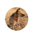 過保護犬こむぎ（個別スタンプ：10）