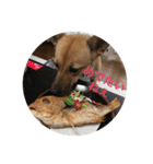 過保護犬こむぎ（個別スタンプ：12）