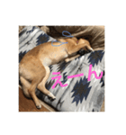 過保護犬こむぎ（個別スタンプ：13）