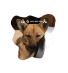 過保護犬こむぎ（個別スタンプ：14）