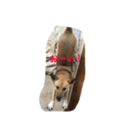 過保護犬こむぎ（個別スタンプ：15）