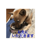 過保護犬こむぎ（個別スタンプ：16）