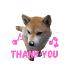 柴犬ロンロン（個別スタンプ：1）