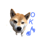 柴犬ロンロン（個別スタンプ：2）