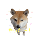 柴犬ロンロン（個別スタンプ：3）
