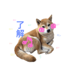 柴犬ロンロン（個別スタンプ：4）