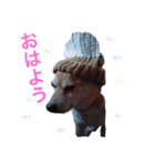 柴犬ロンロン（個別スタンプ：5）