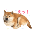 柴犬ロンロン（個別スタンプ：6）