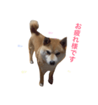 柴犬ロンロン（個別スタンプ：7）