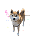 柴犬ロンロン（個別スタンプ：8）