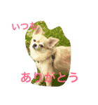 犬♡チワワ♡ルビーくんの日常♡（個別スタンプ：1）