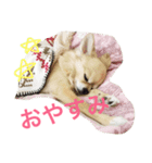 犬♡チワワ♡ルビーくんの日常♡（個別スタンプ：2）