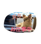 犬♡チワワ♡ルビーくんの日常♡（個別スタンプ：3）