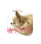 犬♡チワワ♡ルビーくんの日常♡（個別スタンプ：4）