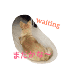 犬♡チワワ♡ルビーくんの日常♡（個別スタンプ：5）