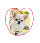 犬♡チワワ♡ルビーくんの日常♡（個別スタンプ：6）