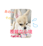 犬♡チワワ♡ルビーくんの日常♡（個別スタンプ：7）