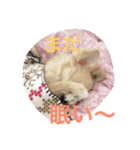 犬♡チワワ♡ルビーくんの日常♡（個別スタンプ：8）