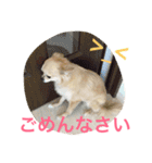 犬♡チワワ♡ルビーくんの日常♡（個別スタンプ：9）