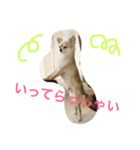 犬♡チワワ♡ルビーくんの日常♡（個別スタンプ：10）