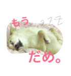犬♡チワワ♡ルビーくんの日常♡（個別スタンプ：11）