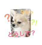 犬♡チワワ♡ルビーくんの日常♡（個別スタンプ：12）