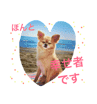 犬♡チワワ♡ルビーくんの日常♡（個別スタンプ：13）