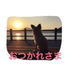犬♡チワワ♡ルビーくんの日常♡（個別スタンプ：14）