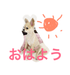 犬♡チワワ♡ルビーくんの日常♡（個別スタンプ：15）