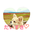 犬♡チワワ♡ルビーくんの日常♡（個別スタンプ：16）