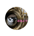 スズメのPちゃん（個別スタンプ：1）