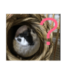 スズメのPちゃん（個別スタンプ：4）