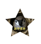 スズメのPちゃん（個別スタンプ：6）
