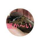 スズメのPちゃん（個別スタンプ：8）