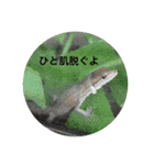 カナヘビ3兄弟（個別スタンプ：19）