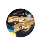 カナヘビ3兄弟（個別スタンプ：29）