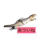 カナヘビ3兄弟（個別スタンプ：33）