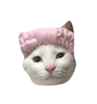 charmingkitty（個別スタンプ：1）